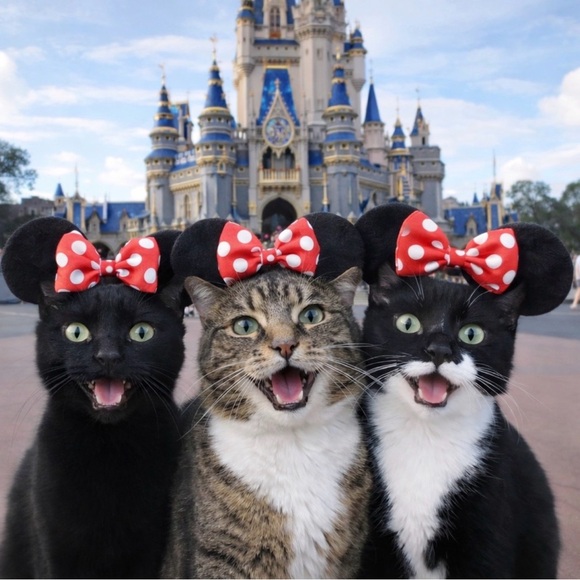 Friday night 2/27 Happy Hour Share show @7pm
Tray is open - Picture 4 of 8